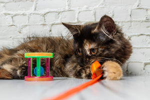 Benefits Of Interactive Pet Toys