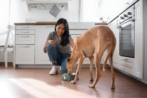 Creating Better Pet Feeding Habits